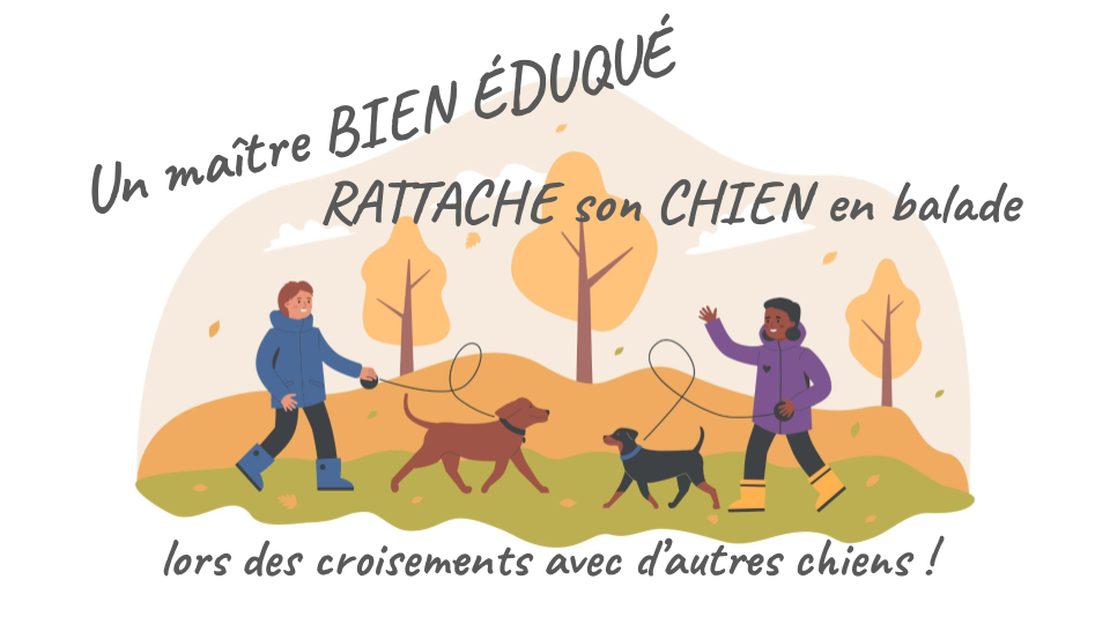 Un maître bien éduqué RATTACHE son chien !