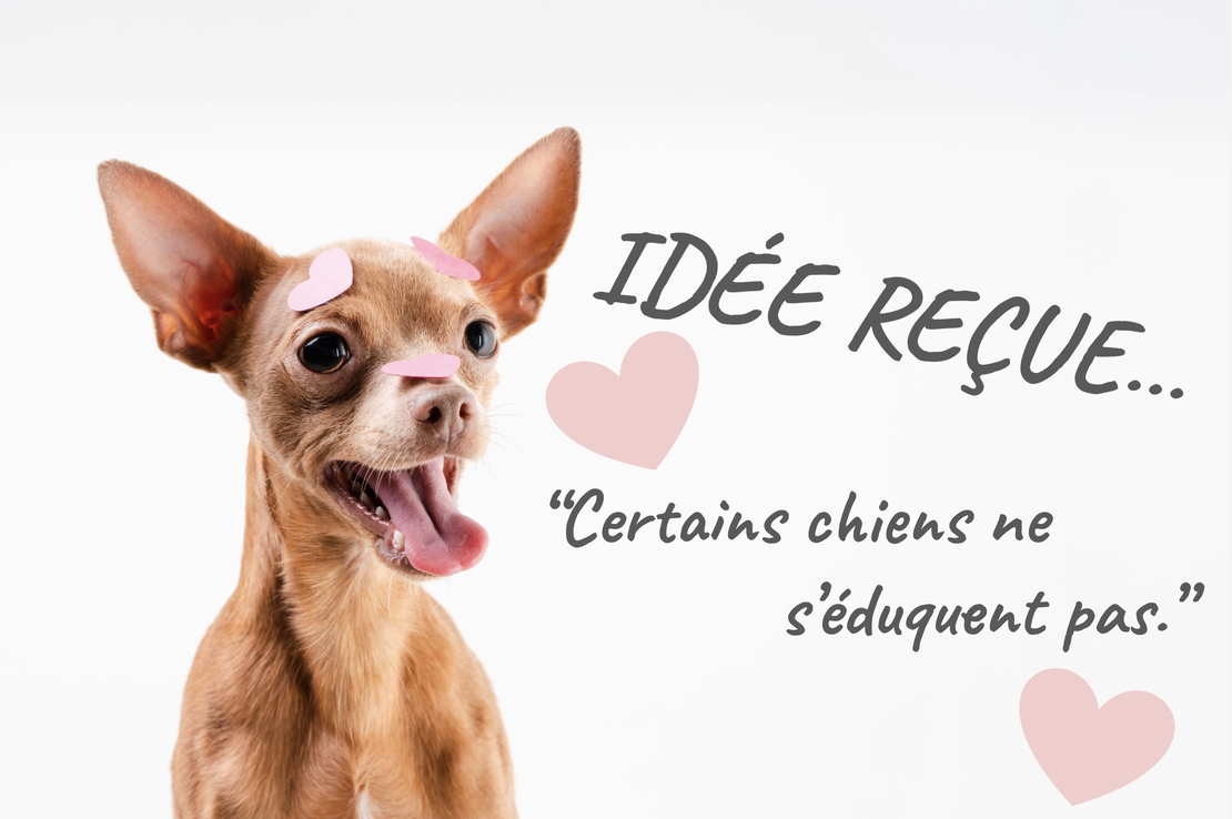 Certains chiens ne s'éduquent pas... FAUX !